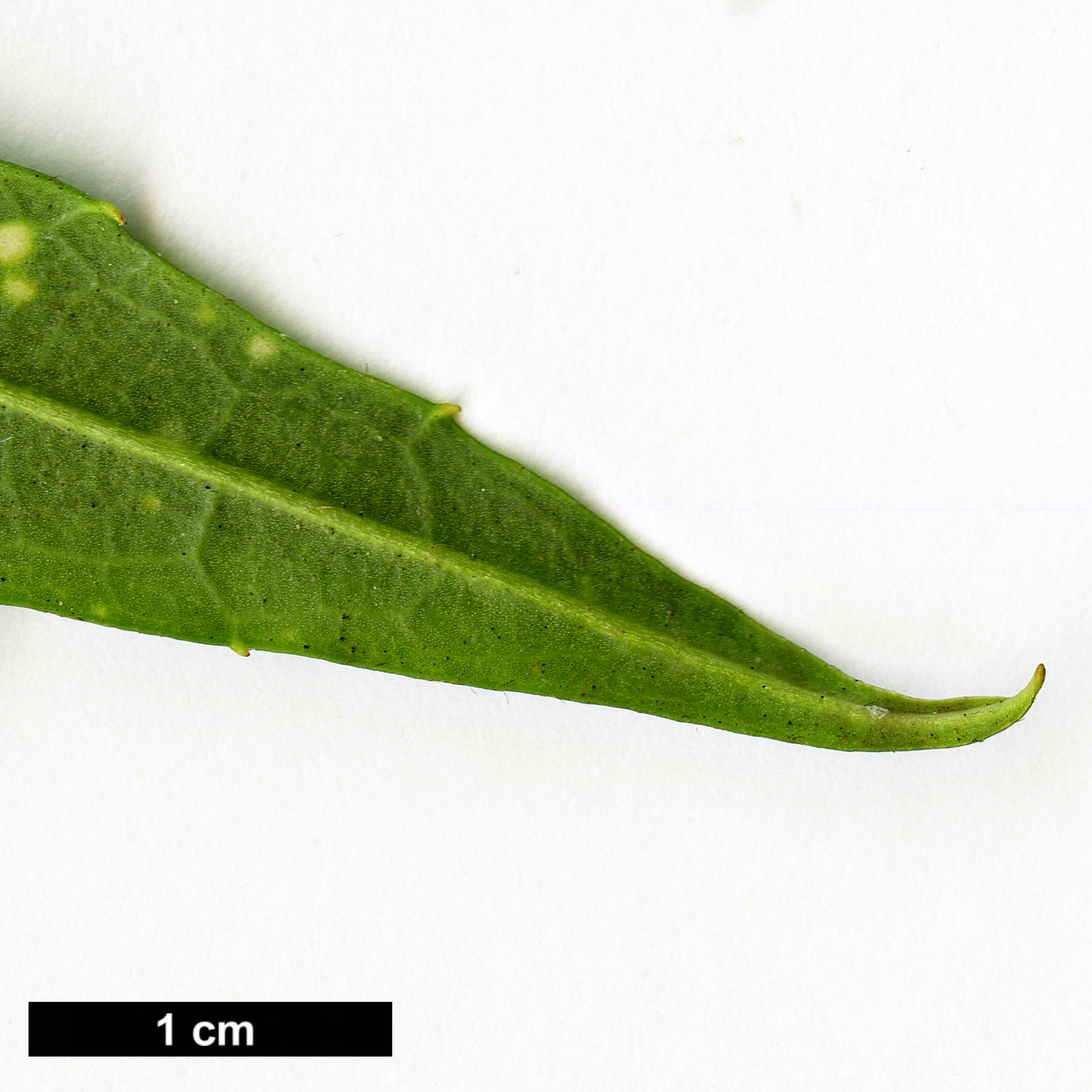 High resolution image: Family: Garryaceae - Genus: Aucuba - Taxon: himalaica - SpeciesSub: var. dolichophylla